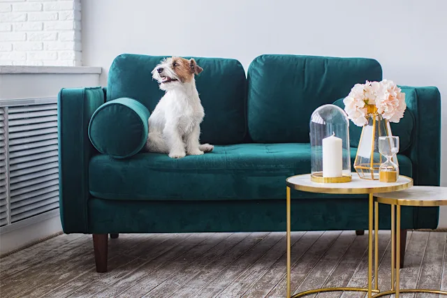 Pet-friendly homes